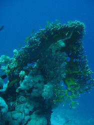 Coral outcrop