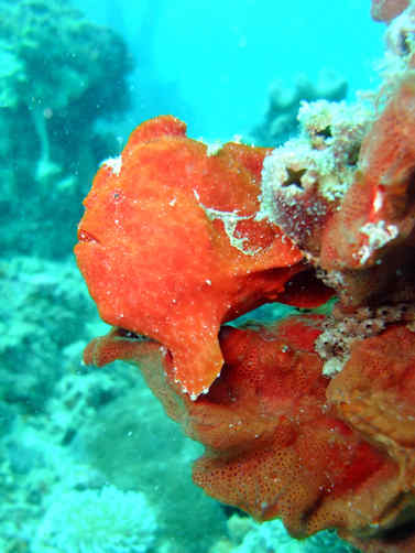 Frogfish red
