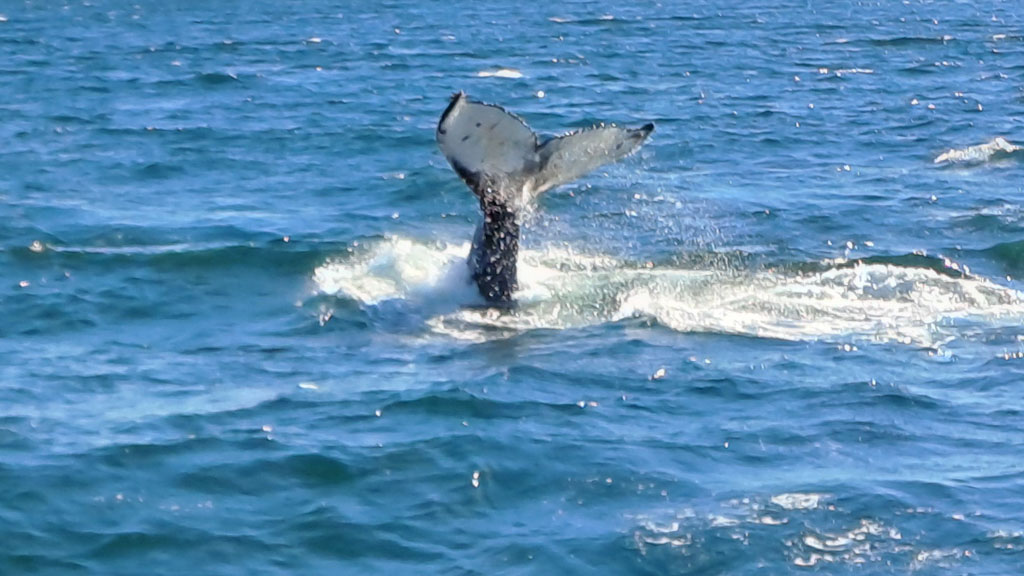 Fluke