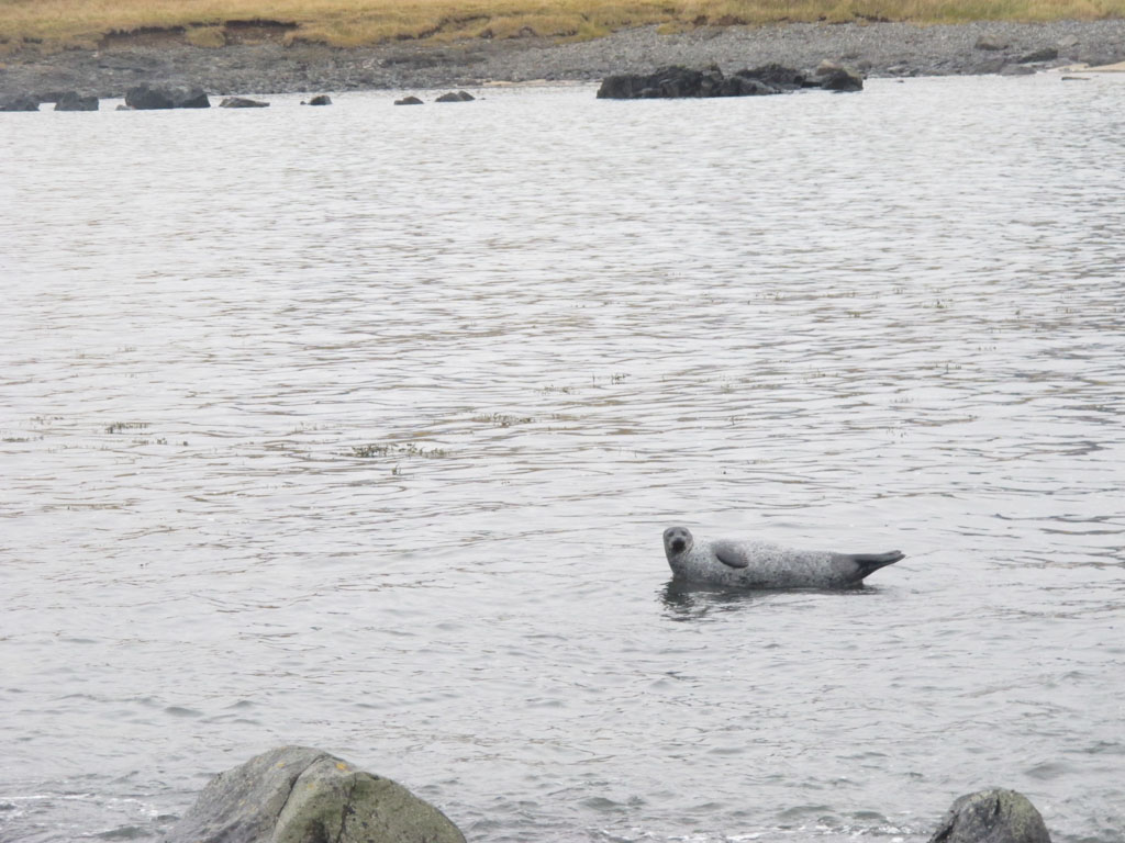 Seal
